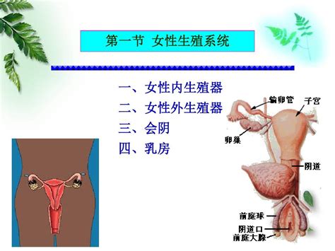 女性生殖器|女性生殖系统概述